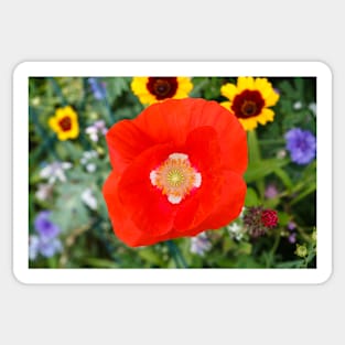 Red weed on the floral meadow color background Sticker